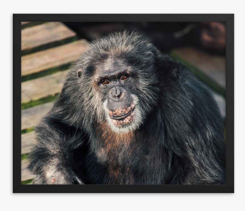 Macaque, HD Png Download, Free Download