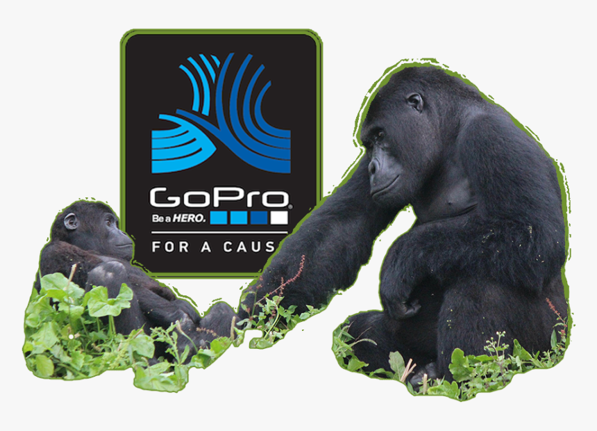 Mountain Gorilla, HD Png Download, Free Download