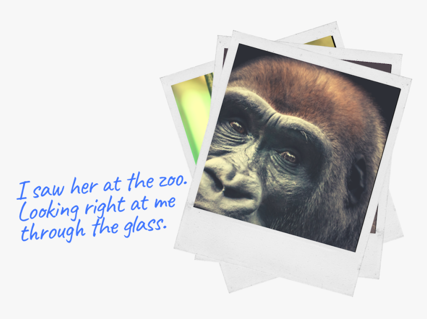 Gorilla Through Glass-3, HD Png Download, Free Download