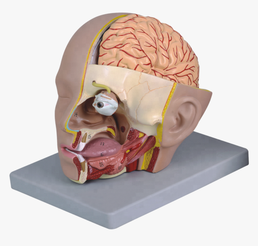 Human Head With Brain Model - Temple, HD Png Download, Free Download