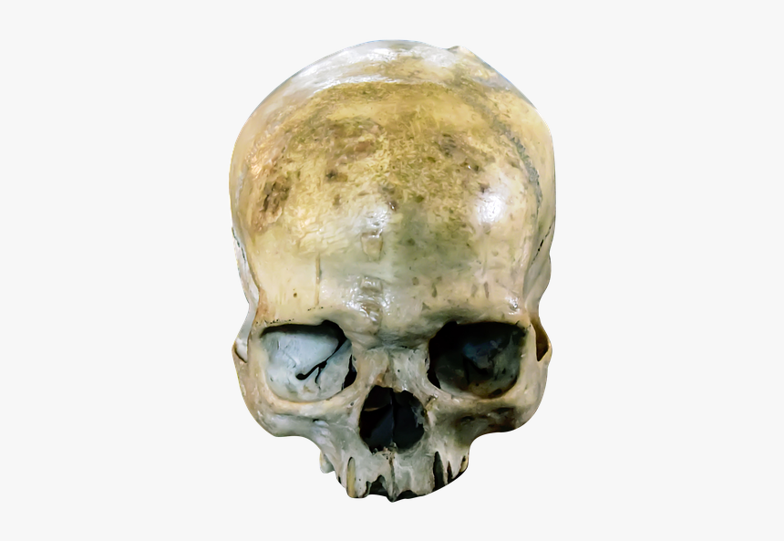 Skull, Head, Dead, Horror, Bone, Human, Dark, Spooky - Horror Head Png, Transparent Png, Free Download