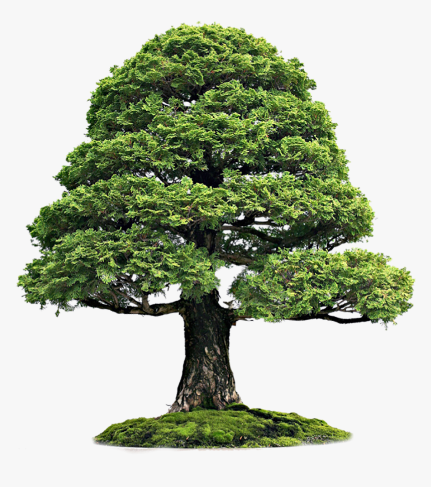 Cutout Tree - If You Stand For A Reason, HD Png Download, Free Download