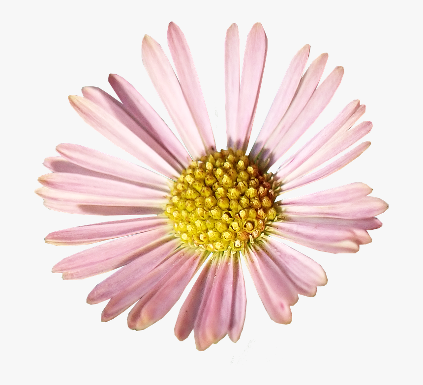 Daisy, Pink, Flower, Garden, Nature, Cut Out, Isolated - Flor Margarita Rosa Png, Transparent Png, Free Download