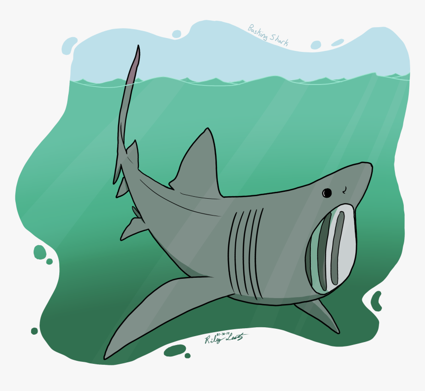 Shark Week - Squaliformes, HD Png Download, Free Download