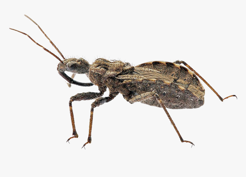 Bugs Png Transparent Image - Assassin Bug, Png Download, Free Download