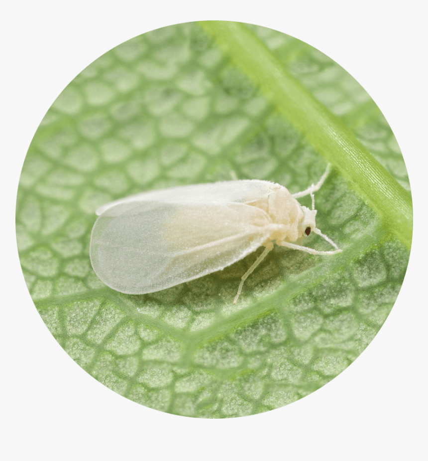 The Whitefly Is A Kind Of Heteroptera-like Insect That - Hofmannophila Pseudospretella, HD Png Download, Free Download