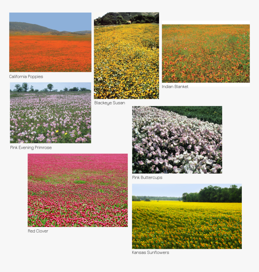 Field, HD Png Download, Free Download