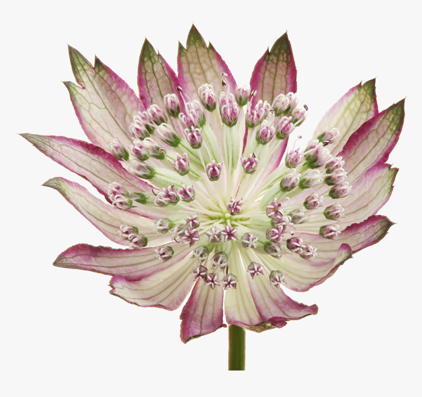 Red Astrantia Star Of Fire, HD Png Download, Free Download