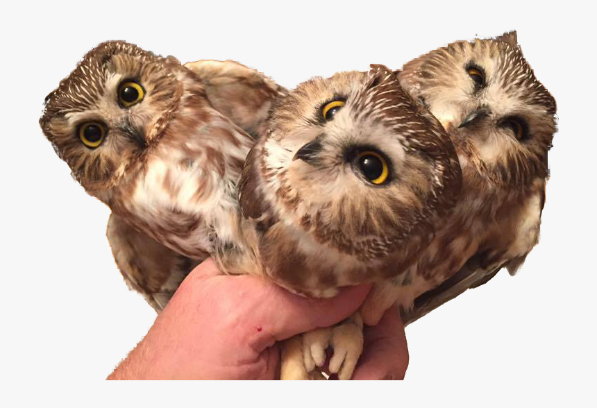 Animal & Personthree Baby Owls - Baby Owls Png, Transparent Png, Free Download