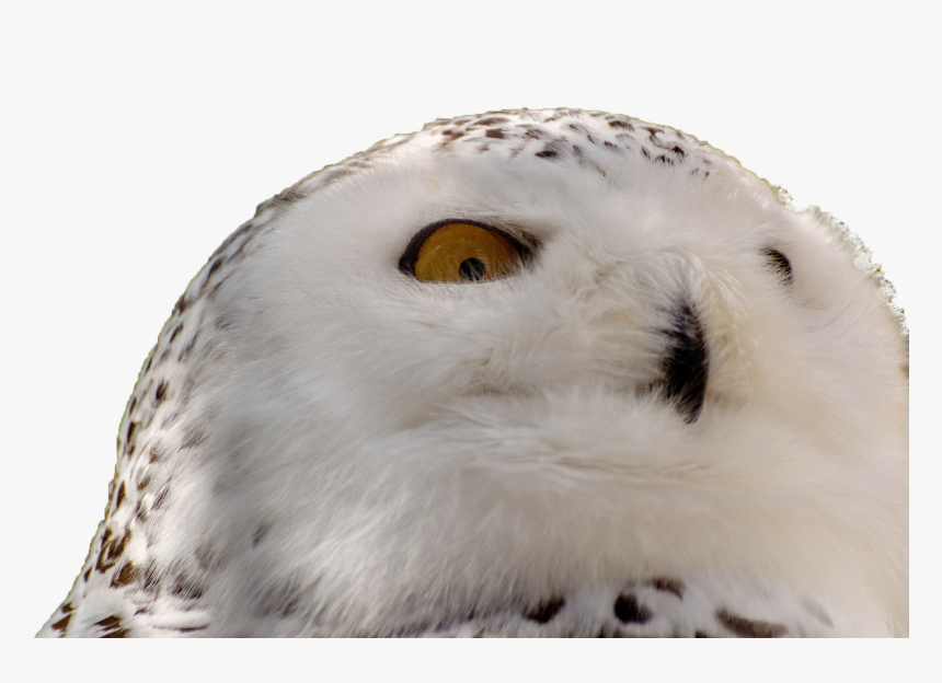 Snowy Owl - Hobagoly, HD Png Download, Free Download