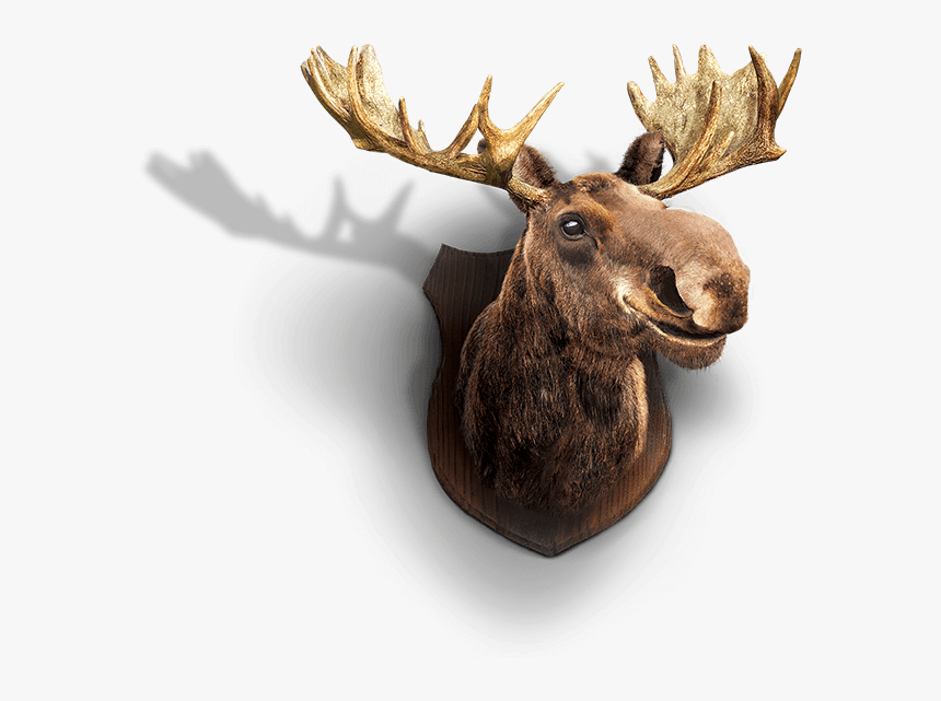 Reindeer, HD Png Download, Free Download