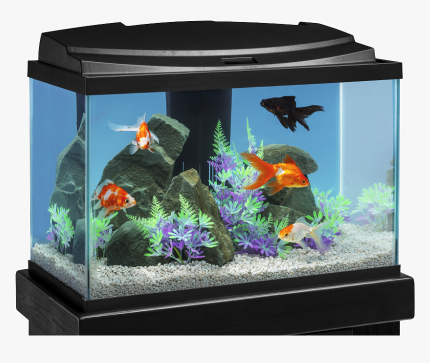 Transparent Aquarium Png - Aquarium, Png Download, Free Download