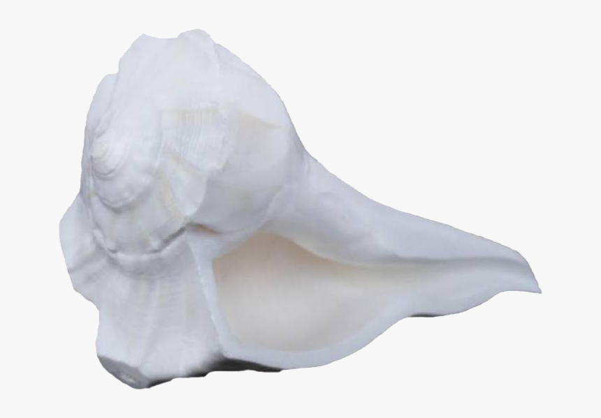 Conch Png Free Images - Conch, Transparent Png, Free Download