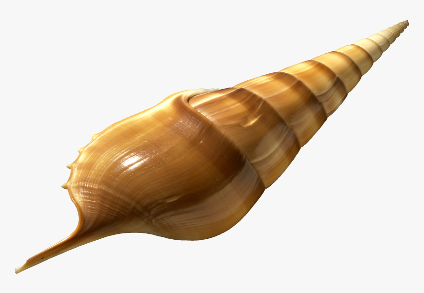 Tibia Insulaechorab Transparent - Bild Transparent, HD Png Download, Free Download