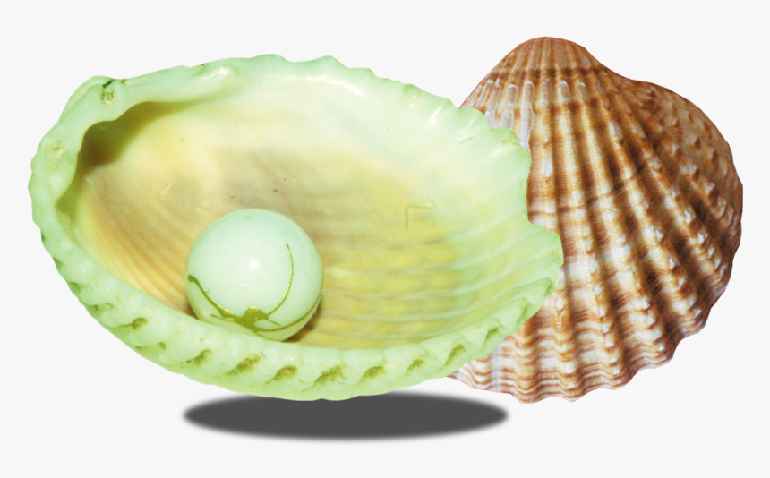 Transparent Conch Clipart - Ракушка Png, Png Download, Free Download