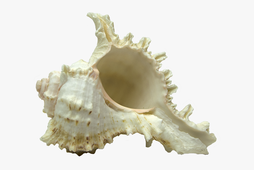 Conch, HD Png Download, Free Download