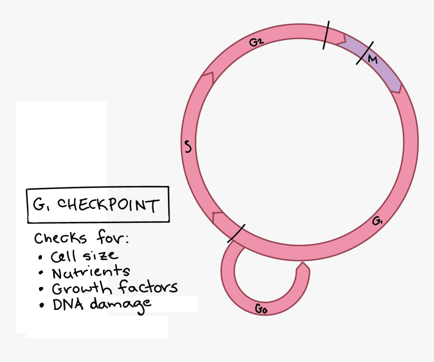 Transparent Anaphase Clipart - Checkpoints Biology, HD Png Download, Free Download