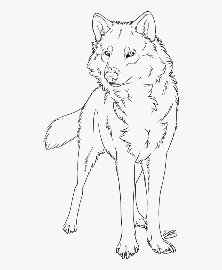How To Draw A Gray Wolf Step By Step Easy