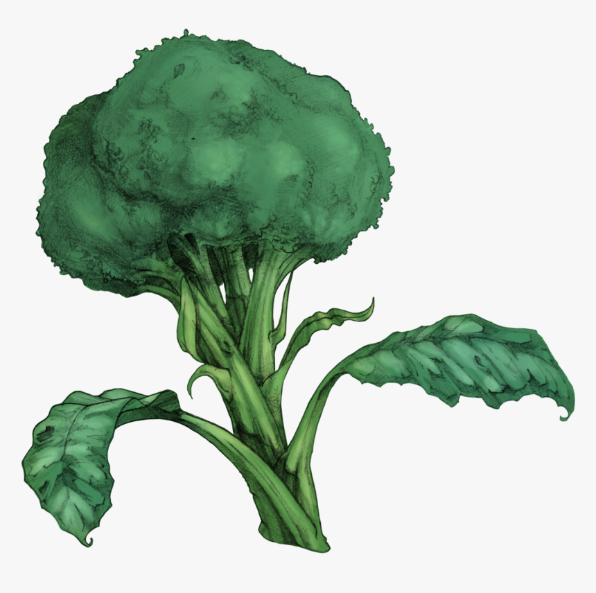 Brocoli, HD Png Download, Free Download