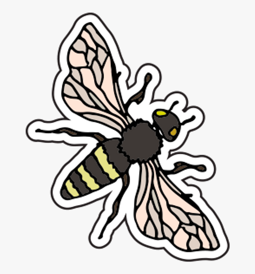 Pastel Clipart Bee - Net-winged Insects, HD Png Download, Free Download