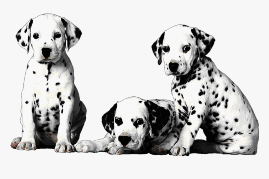 #mq #dogs #dalmatian #baby #pet #animals #blackandwhite - 101 Dalmatiens Album Du Film, HD Png Download, Free Download