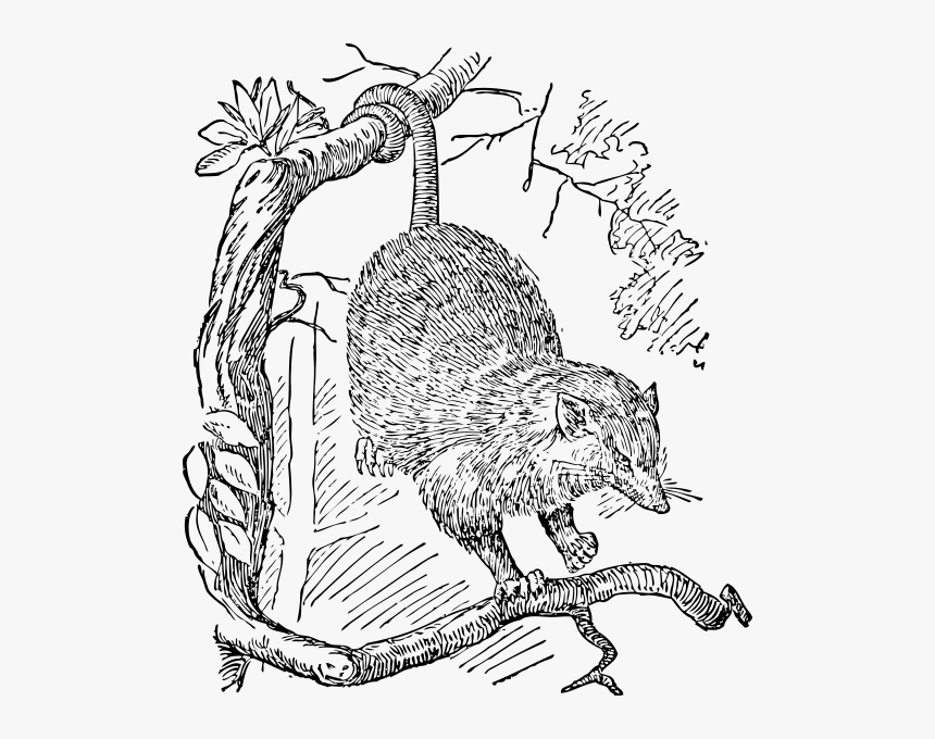 Opossum Png Clip Arts - Possum Clip Art, Transparent Png, Free Download