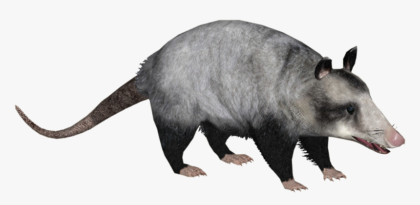 Common Opossum - Didelphis Marsupialis Png, Transparent Png, Free Download