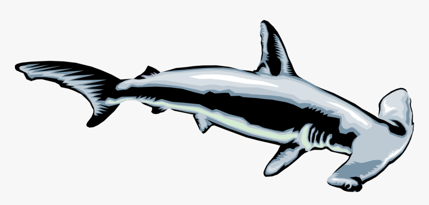 Transparent Mako Shark Clipart - Clip Art Hammerhead Shark, HD Png Download, Free Download