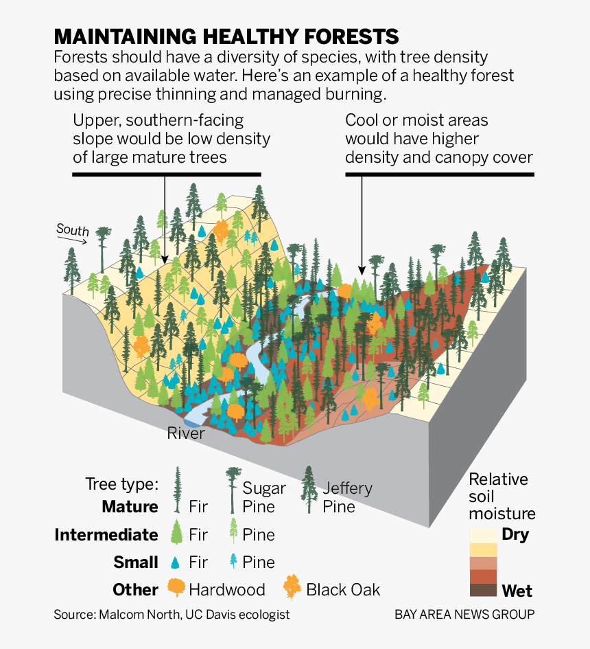 Diagram, HD Png Download - kindpng