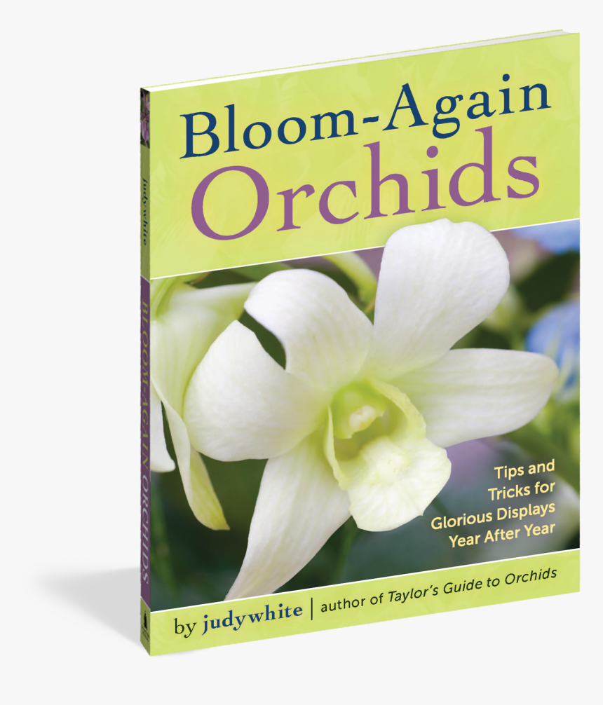 Transparent Orchids Png - Jasmine, Png Download, Free Download