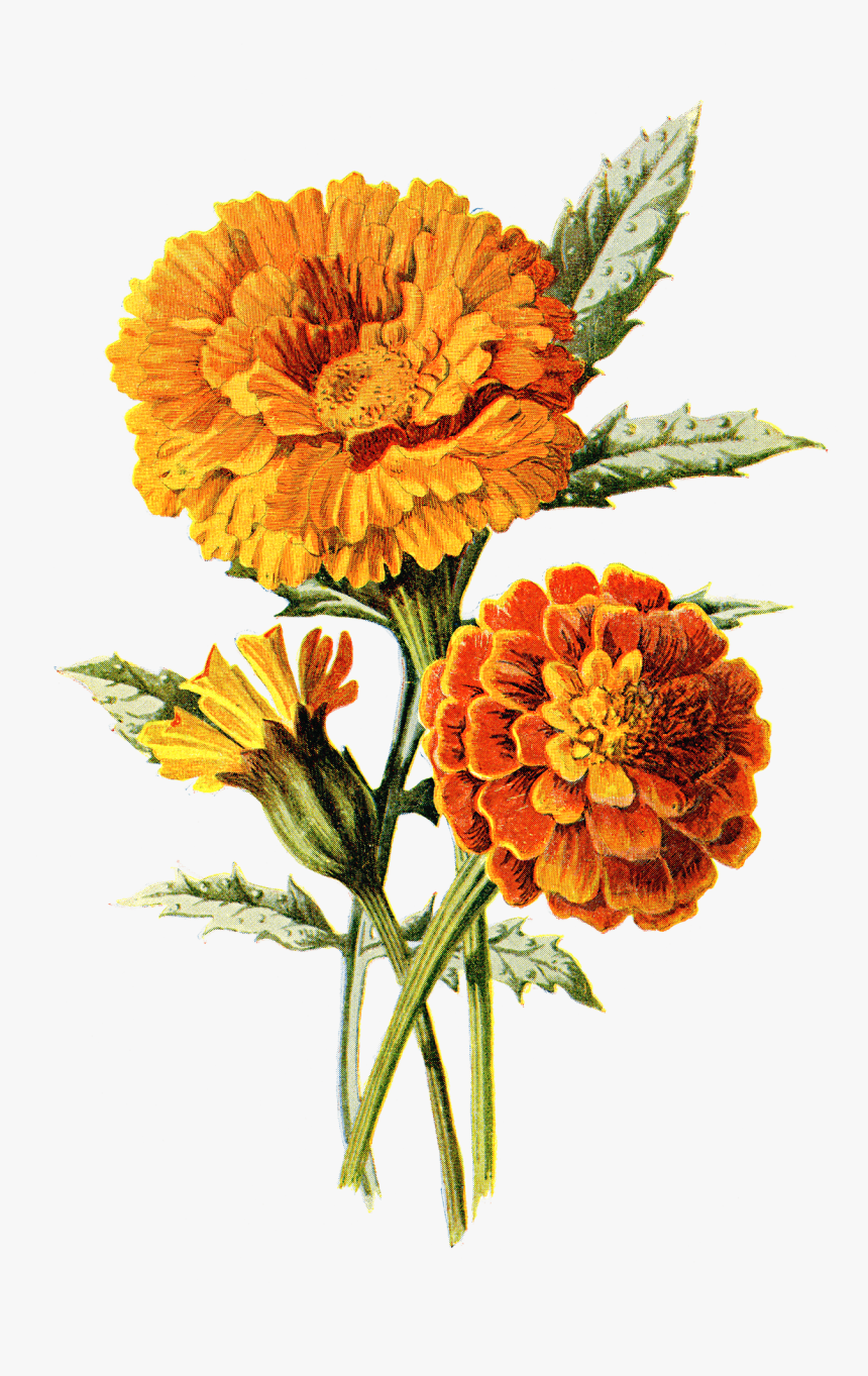 Clip Art Marigold Watercolor - Marigold Illustration, HD Png Download, Free Download