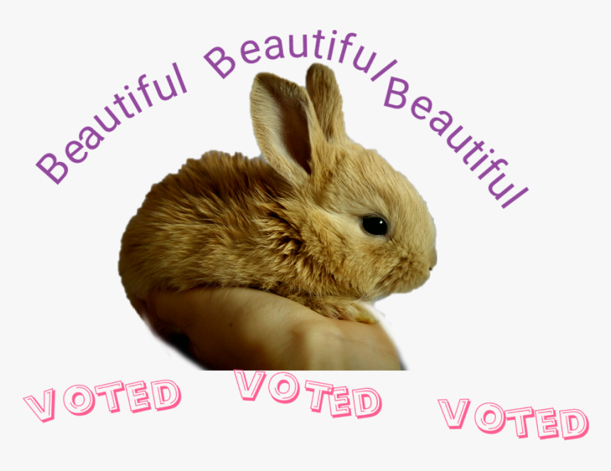 Animal Testing, Hd Png Download , Png Download - Domestic Rabbit, Transparent Png, Free Download