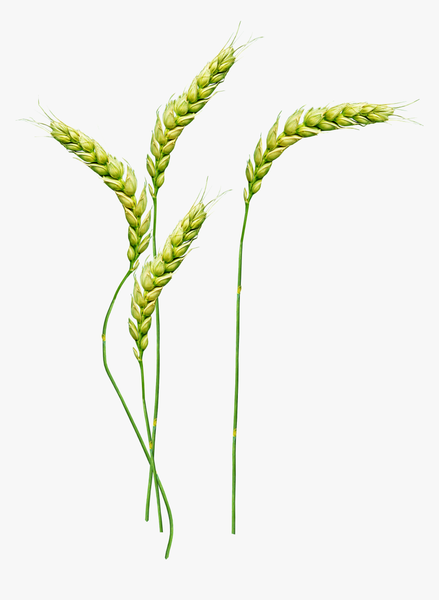 Wheat Png - Wheat Plant Png, Transparent Png, Free Download