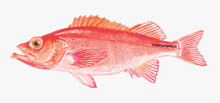 Rockfish - Red Grouper Png, Transparent Png, Free Download