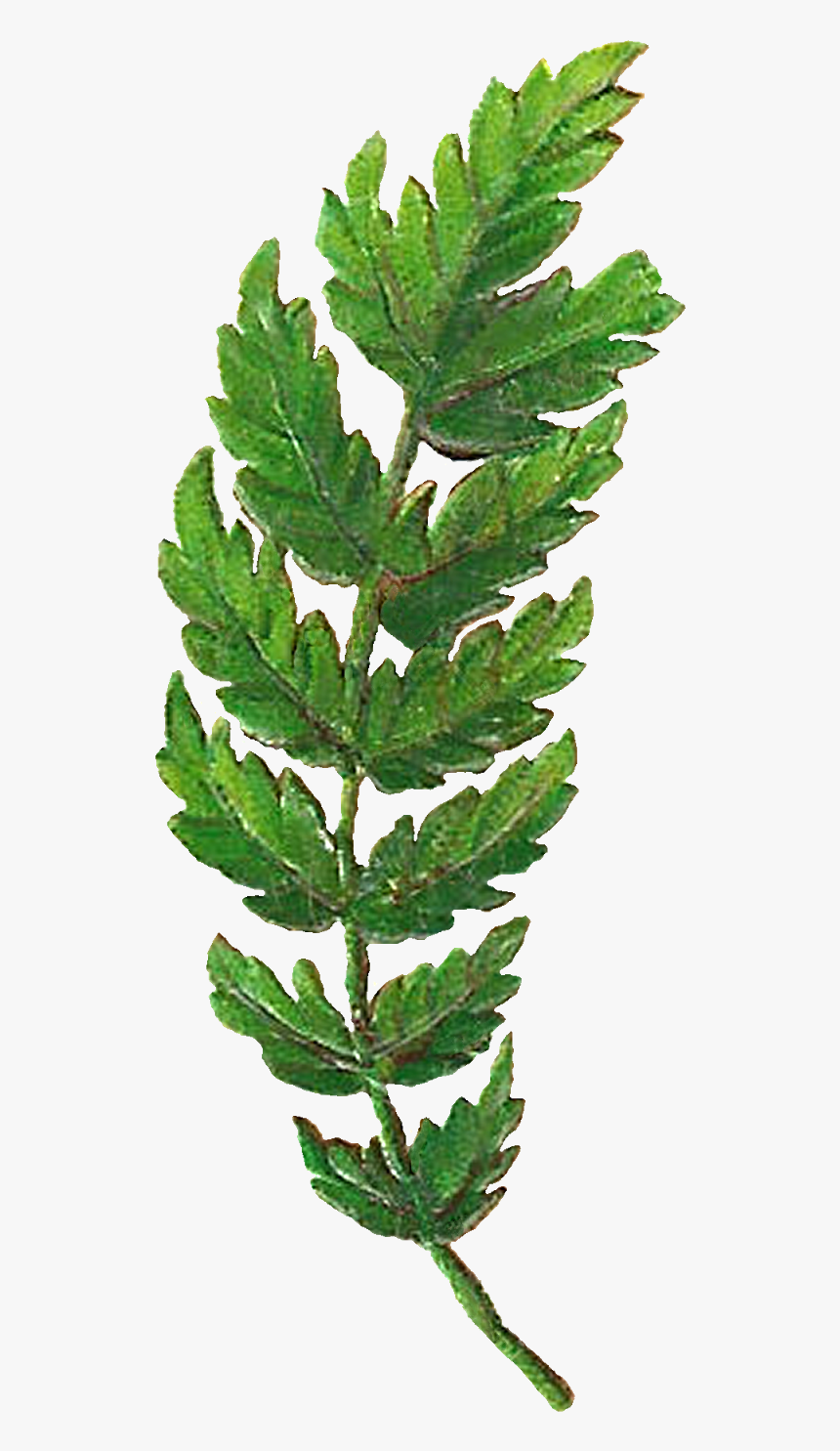 Botanical Leaf, HD Png Download, Free Download