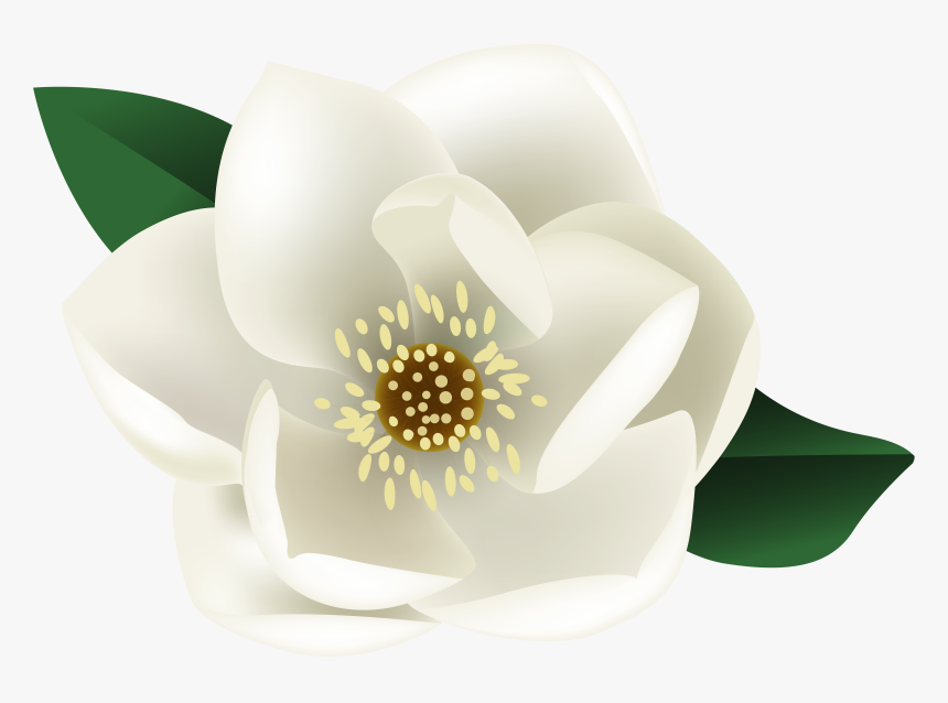 Lotus Tattoos Clipart Magnolia - Transparent Magnolia Clip Art, HD Png Download, Free Download