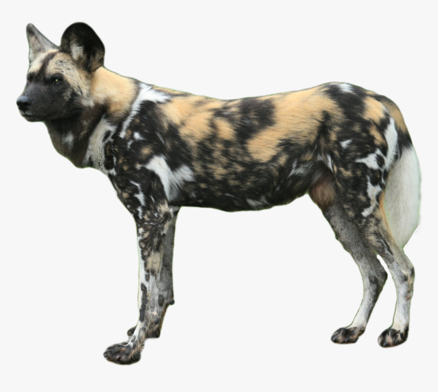 Transparent Animals Png - African Wild Dog Png, Png Download, Free Download