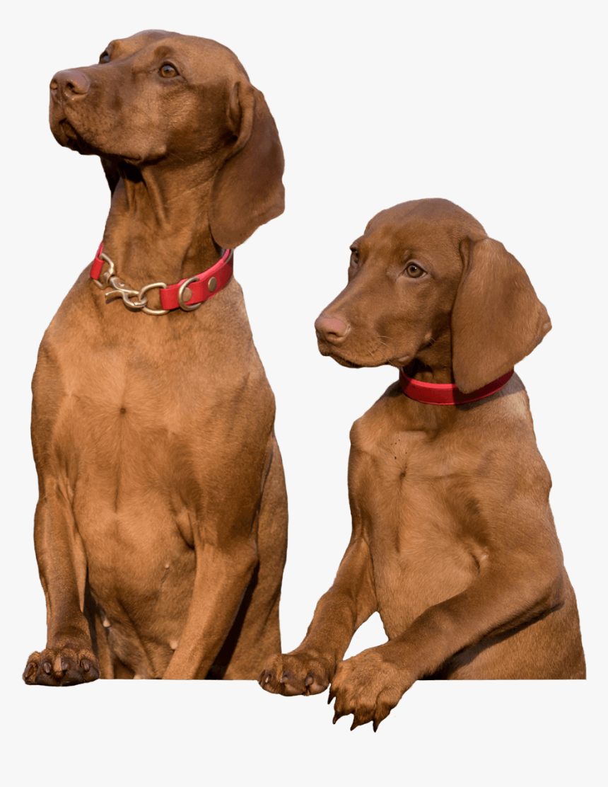 Download Fetch Two Dogs - Two Dogs Transparent Background, HD Png Download, Free Download