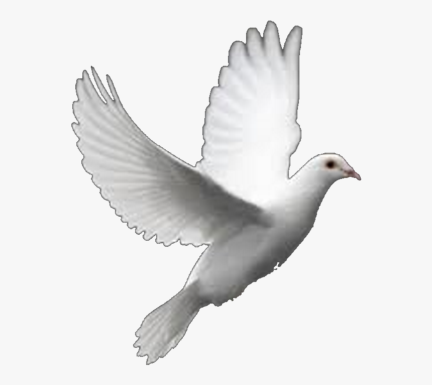 Columbidae Bird Perfect Flight White Dove Releases - White Dove, HD Png Download, Free Download