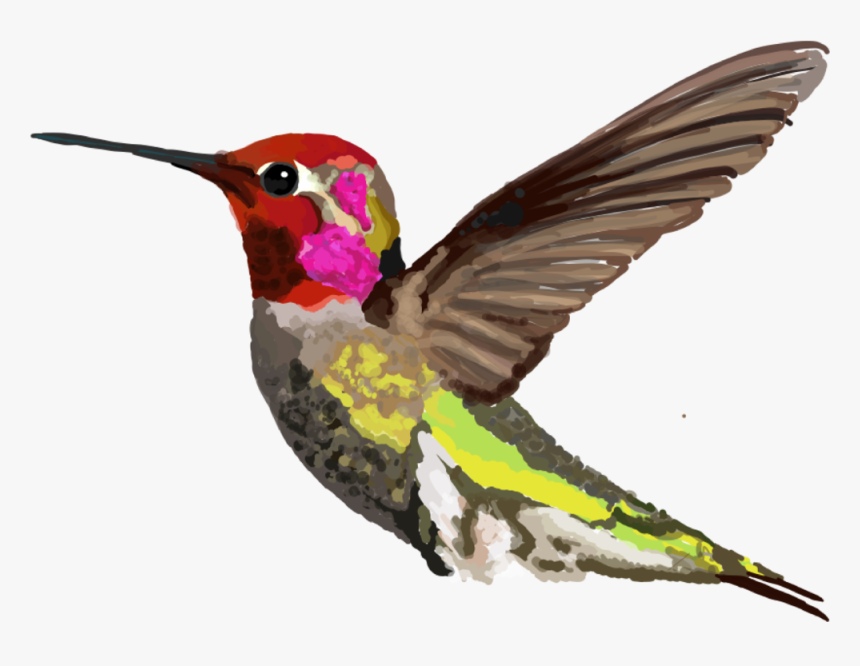 Calypte Anna - Ruby-throated Hummingbird, HD Png Download, Free Download