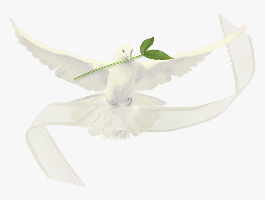 Paloma De La Paz, Palomas Blancas, Signos De La Paz, - Pünkösd Png, Transparent Png, Free Download