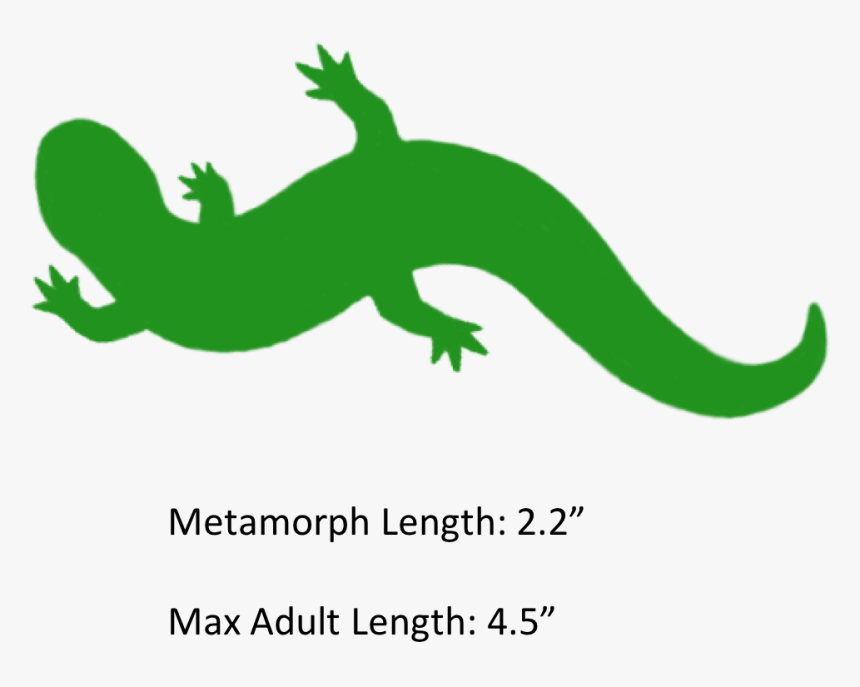 Salamander Transparent Png, Png Download, Free Download