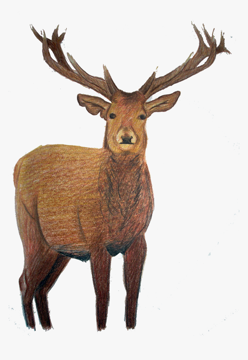 Elk, HD Png Download, Free Download