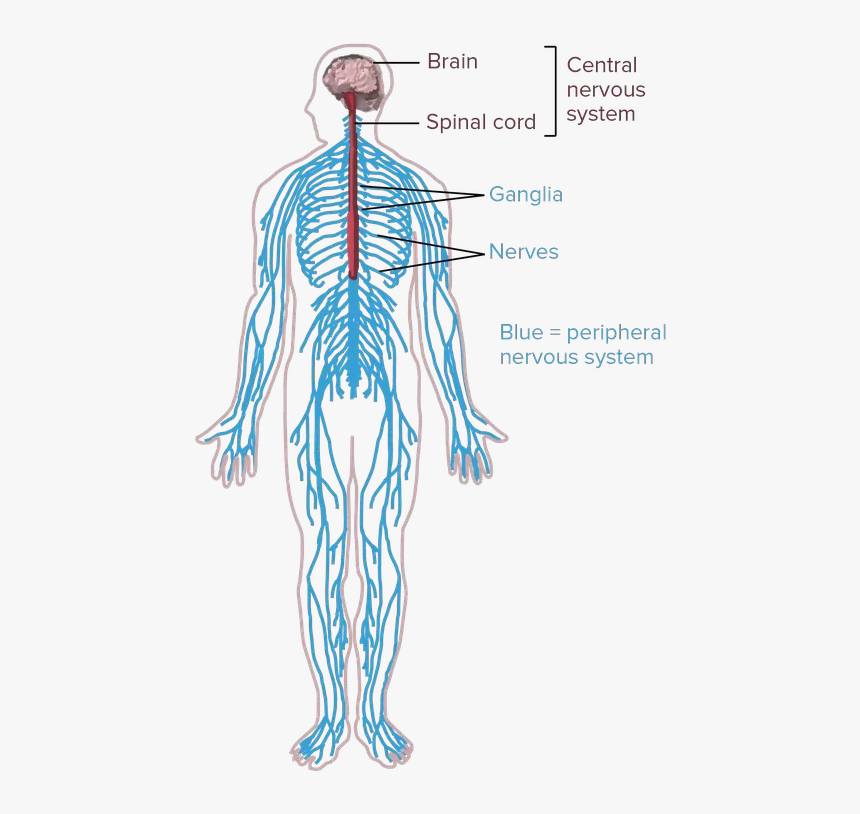 Transparent Nervous System Png - Central Nervous System Drawing, Png Download, Free Download