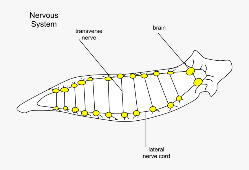 Planaria Nervous - Cephalisation Meaning In Hindi, HD Png Download, Free Download