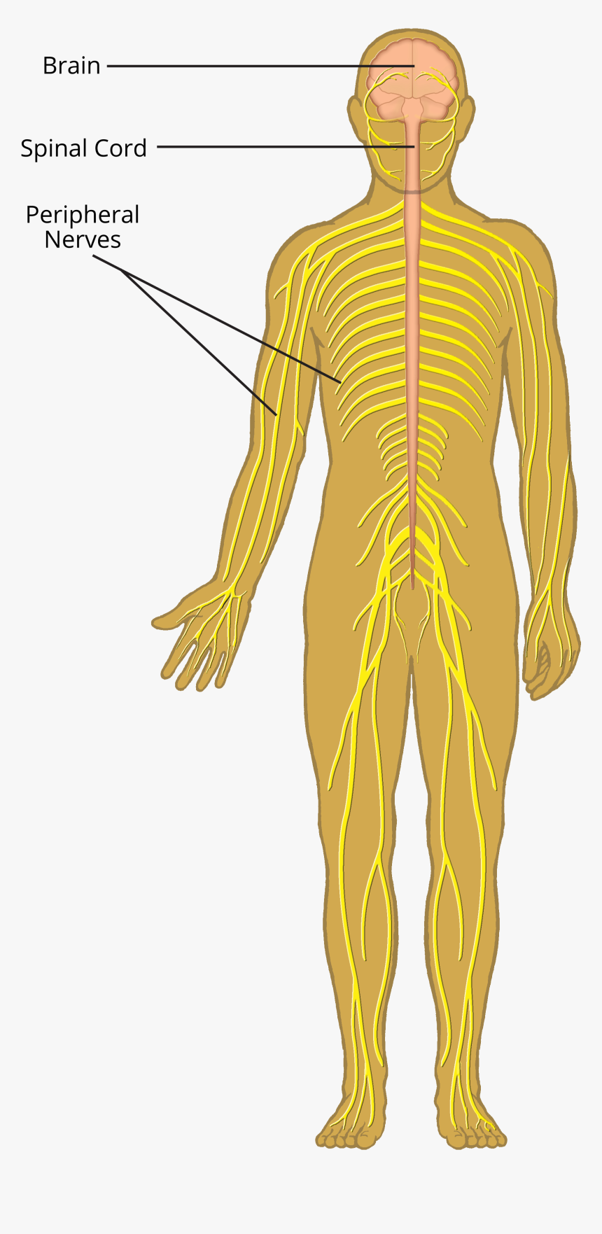 Central Nervous System Transparent , Png Download Central Nervous