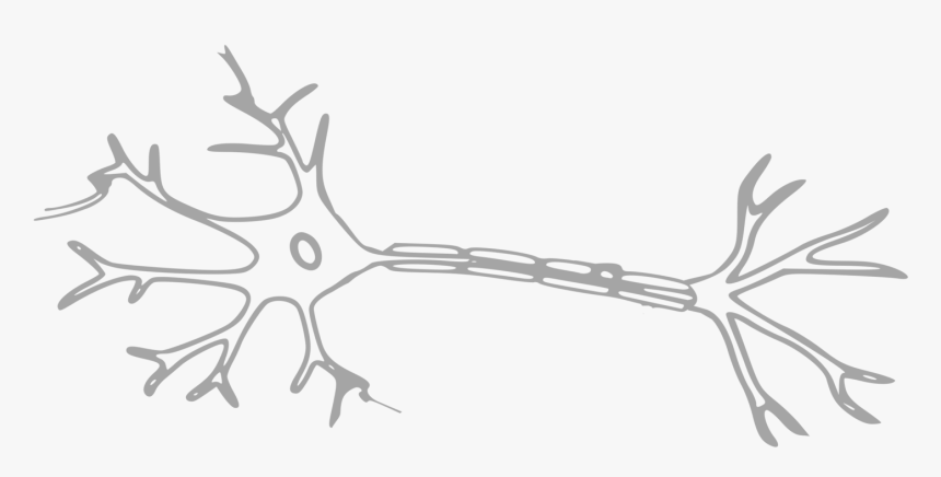 Transparent Nervous Clipart - Simple Neuron, HD Png Download, Free Download