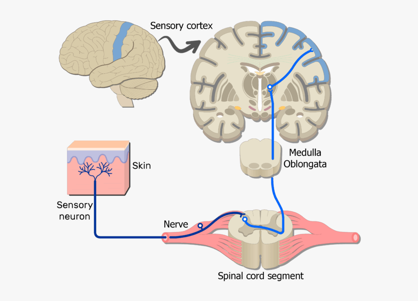 Somatic Sensory Neuron