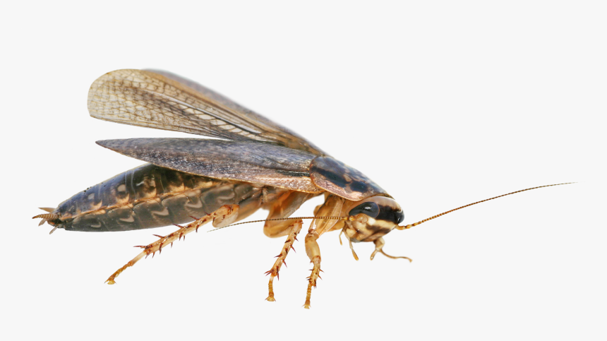 Cucaracha Americana - Cucaracha .png, Transparent Png, Free Download