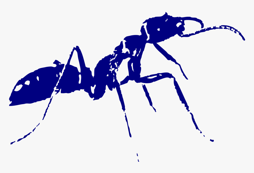 Black Ants, HD Png Download, Free Download